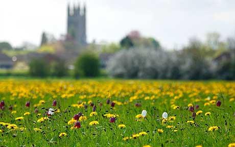 fritillaria-meadow_1662624c.jpg